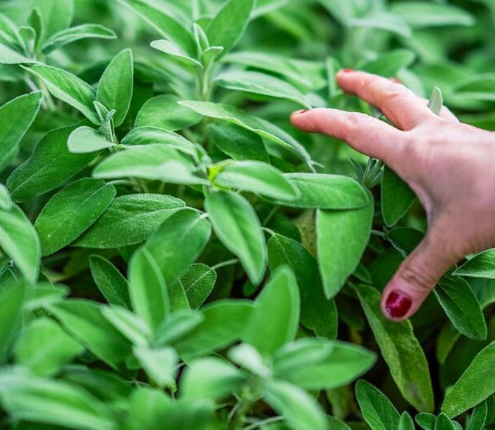 Eine Hand greift in einen Busch Salbei