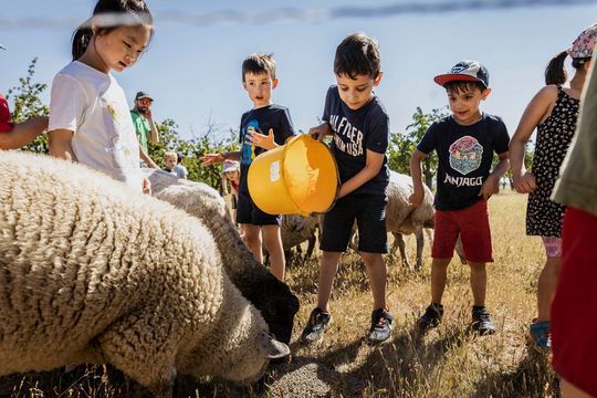 Kinder füttern Schafe