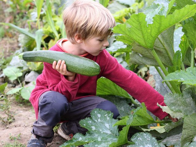 Ein Junge pflückte eine Zucchini vom Feld