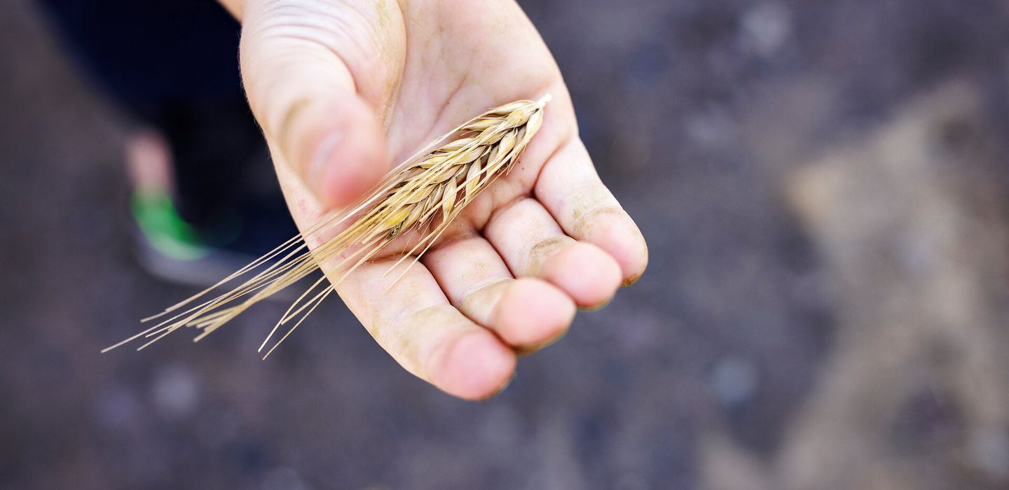 Kinderhand mit Getreideähre