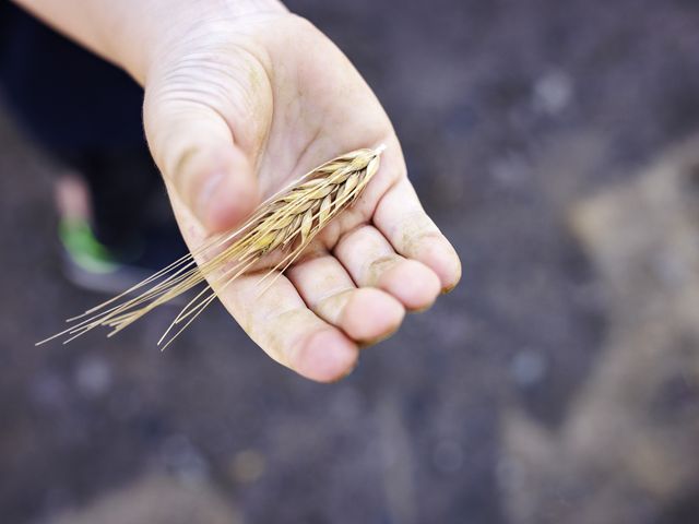 Eine offene Hand, in der Weizen liegt