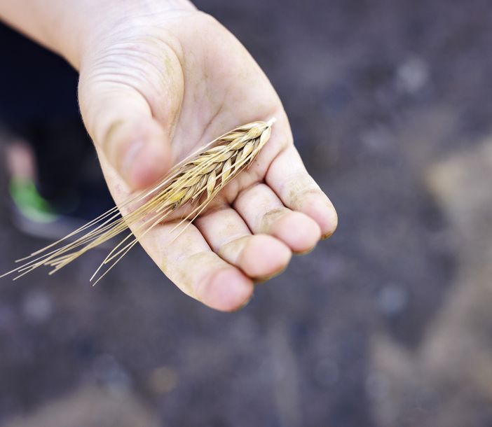 Eine offene Hand, in der Weizen liegt