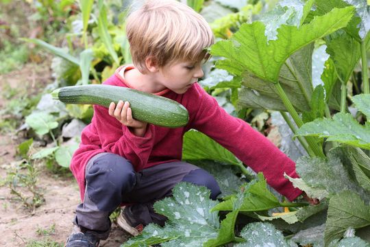 Junge erntet Zucchini im Gemüsebeet