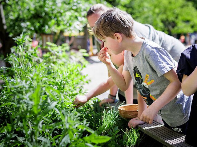Junge riecht an Kräutern aus dem Kräuterbeet