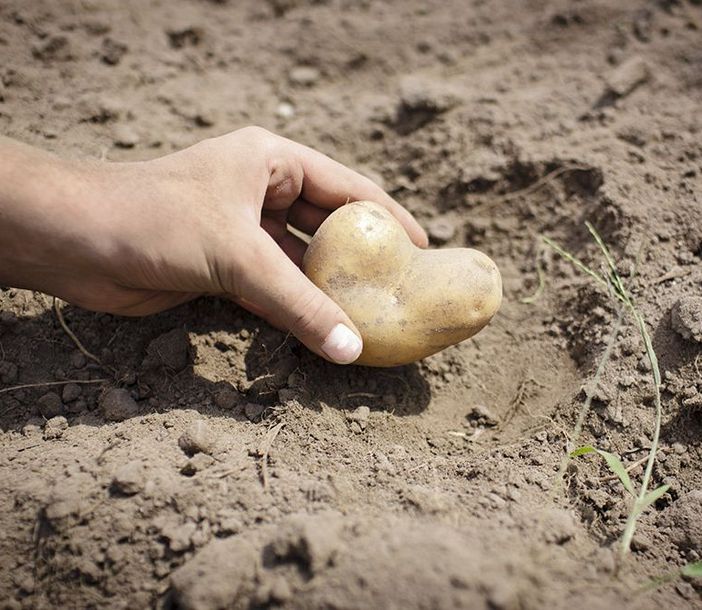 Kinderhand mit Kartoffel in Herzform