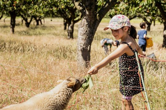 Mädchen füttert Schaf mit Gras