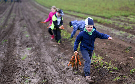 Kinder ernten auf einem Acker Karotten im Rahmen einer Bauernhoffahrt.  