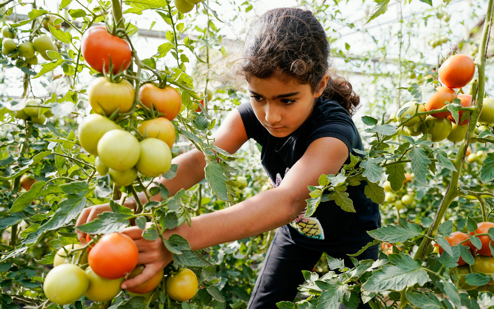 Ein Kind pflückt Tomaten in einem Gewächshaus im Rahmen einer Bauernhoffahrt. 