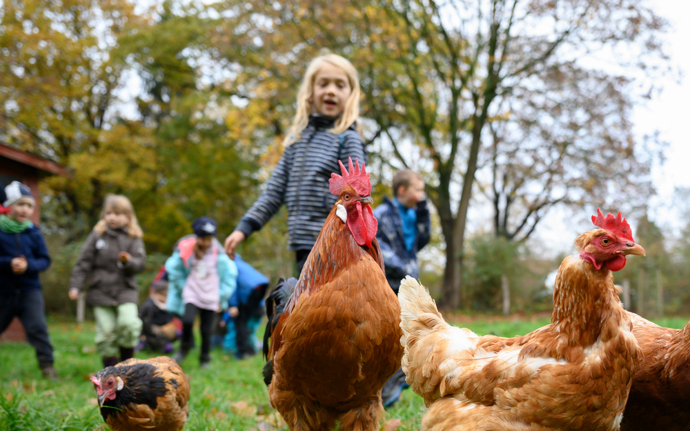 Kinder auf einer Wiese mit Hühnern im Rahmen einer Bauernhoffahrt. 