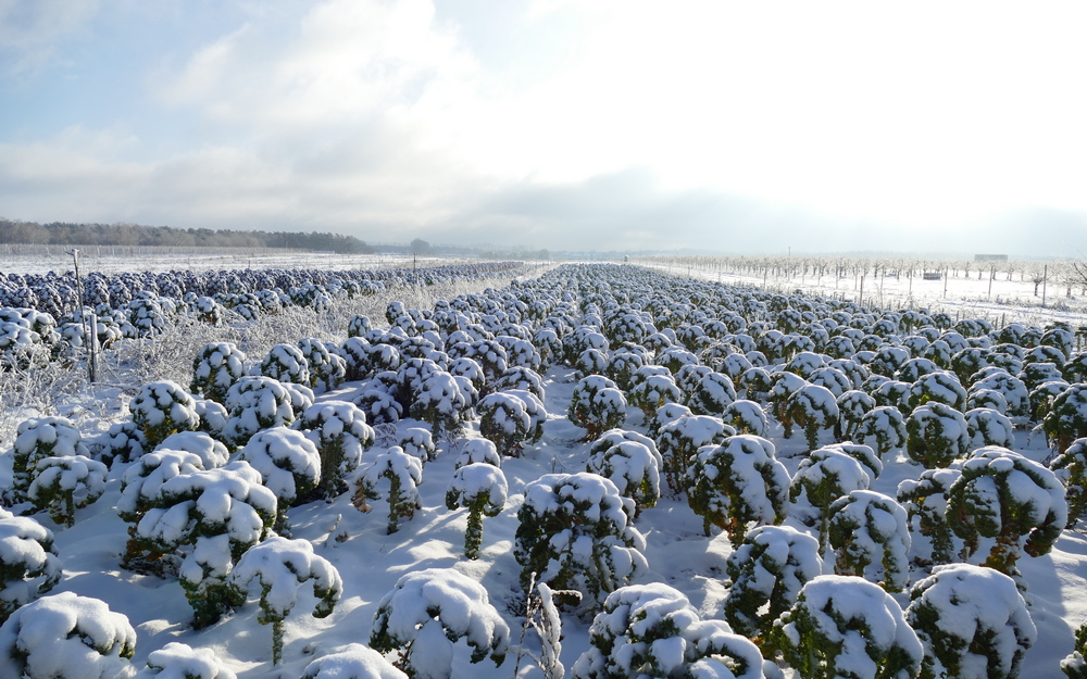 Ein Feld mit Schnee bedecktem Grünkohl. 